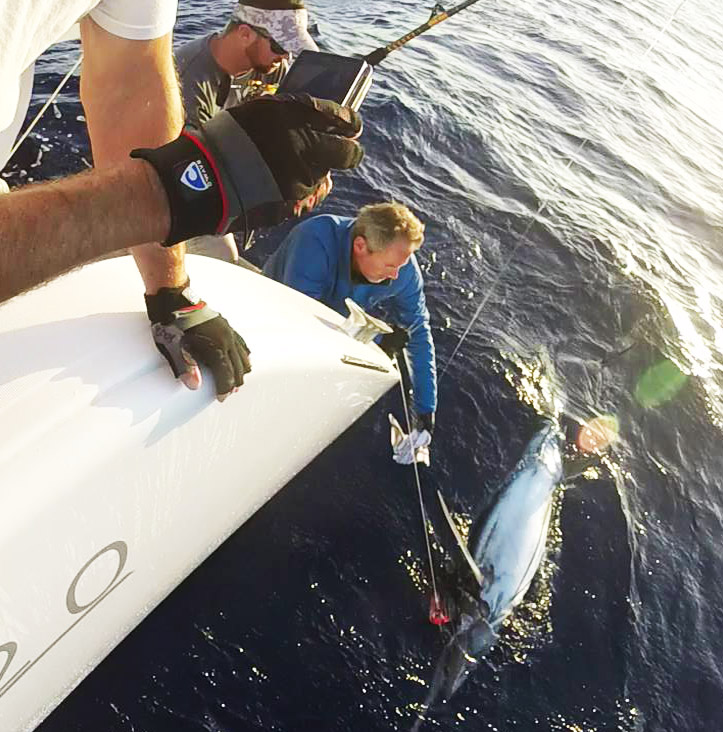 Giant Marlin Catch off the Atlantic Ocean with Captain Craig Doring